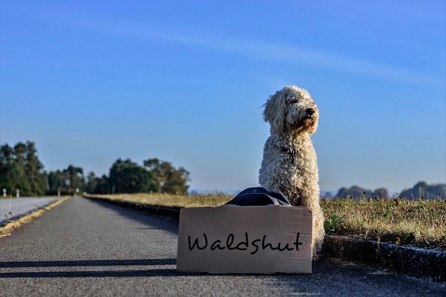  Bild zeigt einen Hund, der Richtung Waldshut reisen möchte (Symbolfoto) 