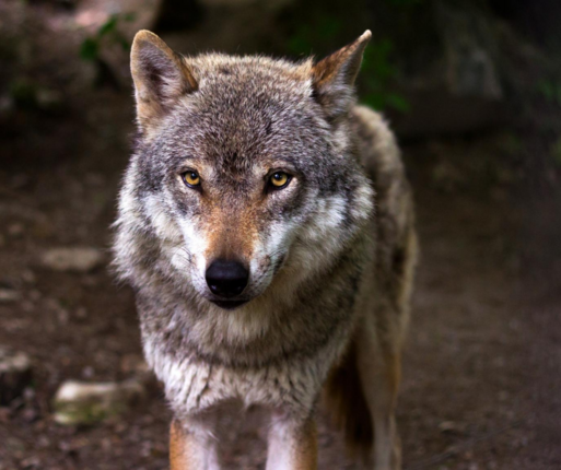 Fördergebiet Wolfsprävention