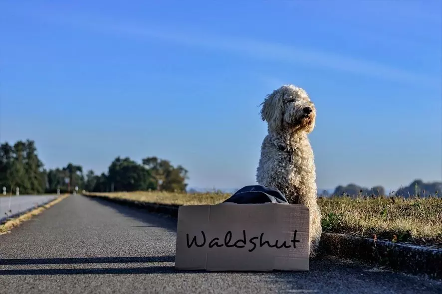 Bild zeigt Hund, der nach Waldshut reisen möchte (Symbolfoto)